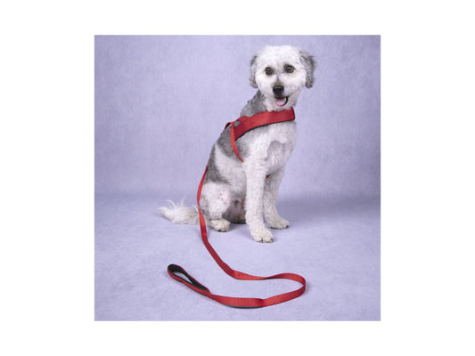 Flamingo verstellbare Führleine rot 200x2.5cm